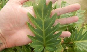 PHILODENDRON XANADU EXOTIC COMPANION PLANT