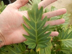 PHILODENDRON XANADU EXOTIC COMPANION PLANT