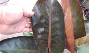 PHILODENDRON RED CONGO AKA “CONGO ROJO”