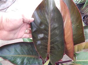 PHILODENDRON RED CONGO AKA “CONGO ROJO”