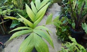 PINANGA JAVANA SINGLE TRUNK, TROPICAL & EXOTIC SPECIES