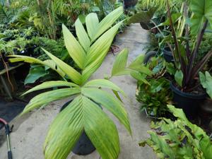 PINANGA JAVANA SINGLE TRUNK, TROPICAL & EXOTIC SPECIES