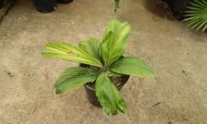 POLYANDROCOCOS CAUDESCENS AKA ALLAGOPTERA CAUDESCENS