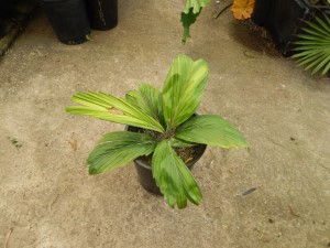 POLYANDROCOCOS CAUDESCENS AKA ALLAGOPTERA CAUDESCENS