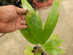 PRESTOEA MONTANA AKA PRESTOEA ACUMINATA VAR. MONTANA