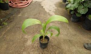 PRITCHARDIA HILLEBRANDII A HAWAIIAN LOULU FAN PALM