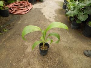 PRITCHARDIA HILLEBRANDII A HAWAIIAN LOULU FAN PALM
