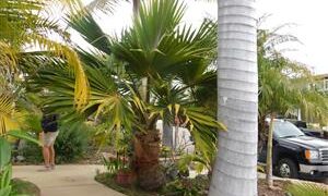 PRITCHARDIA SPECIES THE HAWAIIAN PALM