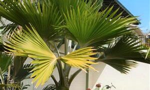 PRITCHARDIA SPECIES THE HAWAIIAN PALM