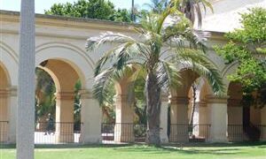 PARAJUBAEA TORALLYI THE SOUTH AMERICAN “COCONUT PALM” PRESENTLY IMPOSSIBLE TO FIND AVAILABLE