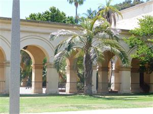 PARAJUBAEA TORALLYI THE SOUTH AMERICAN “COCONUT PALM” PRESENTLY IMPOSSIBLE TO FIND AVAILABLE