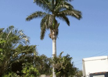 ROYSTONEA REGIA THE CUBAN ROYAL PALM