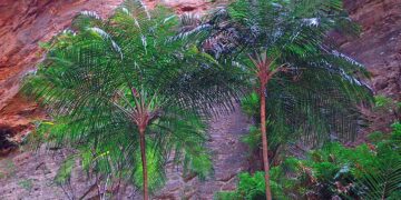 RAVENEA GLAUCA GREAT MADAGASCAR PALM – MEDIUM SIZED THIN TRUNK