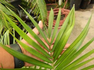 RAVENEA SAMBIRANENSIS RARE SINGLE TRUNK PALM FROM MADAGASCAR