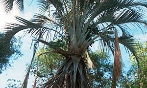 RAVENEA XEROPHILA UNBELIEVABLY RARE MADAGASCAR XEROPHYTIC PALM