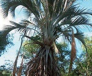 RAVENEA XEROPHILA UNBELIEVABLY RARE MADAGASCAR XEROPHYTIC PALM