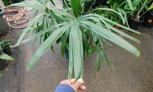 RHAPIDOPHYLLUM HYSTRIX THE NEEDLE PALM