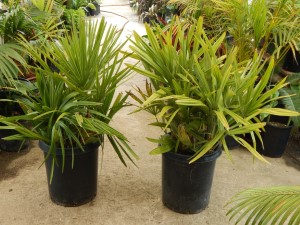 RHAPIDOPHYLLUM HYSTRIX THE NEEDLE PALM