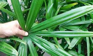 RHAPIS EXCELSA THE REGULAR LADY PALM
