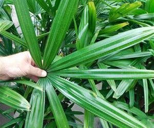 RHAPIS EXCELSA THE REGULAR LADY PALM