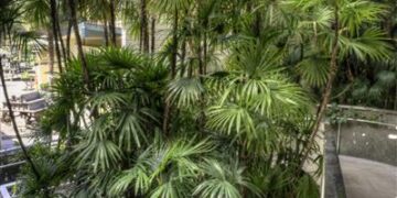 RHAPIS HUMILIS RARE TYPE OF LADY PALM FOUR LARGE SPECIMEN PLANTS AVAILABLE
