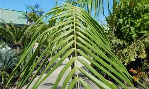 ROYSTONEA OLERACE THE SOUTH AMERICAN ROYAL PALM