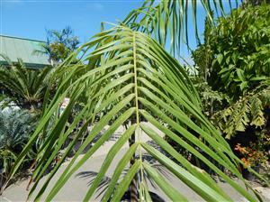 ROYSTONEA OLERACE THE SOUTH AMERICAN ROYAL PALM