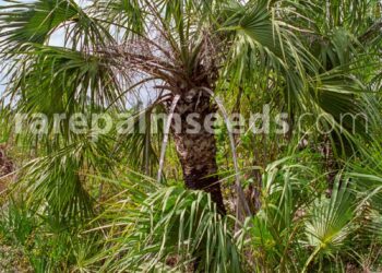 SABAL ETONIA SMALL FAN PALM NATIVE TO FLORIDA