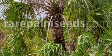 SABAL ETONIA SMALL FAN PALM NATIVE TO FLORIDA
