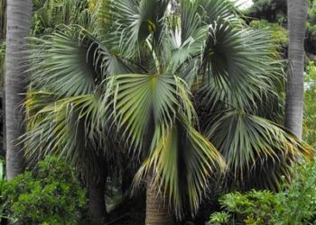 SABAL BLACKBURNIANA LARGE AND TALL FAN PALM