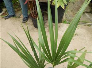 SABAL CAUSIARUM LARGE TRUNKED TROPICAL FAN PALM