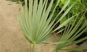 SABAL URESANA RARE & ATTRACTIVE BLUE FAN PALM