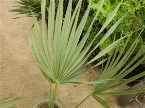 SABAL URESANA RARE & ATTRACTIVE BLUE FAN PALM