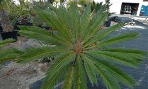 CYCAS REVOLUTA – THE SAGO PALM MOST POPULAR CYCAD IN THE WORLD