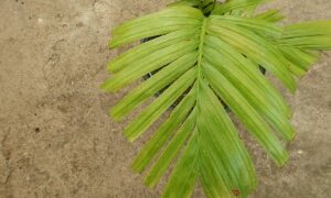 SATAKENTIA LIUKIUENSIS THE SATAKENTIA PALM