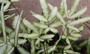 SILVER BRAKE FERN PTERIS CRETICA