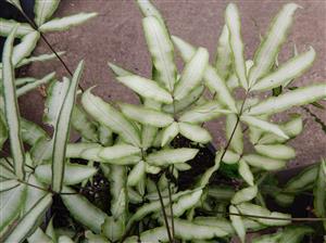 SILVER BRAKE FERN PTERIS CRETICA
