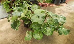 FARFUGIUM JAPONICUM AUREOMACULATUM THE SPOTTED LEOPARD PLANT FORMERLY KNOWN AS SPOTTED LIGULARIA