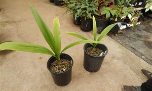 SYAGRUS OLERACEA THIN TRUNK & TALL SOLITARY PALM