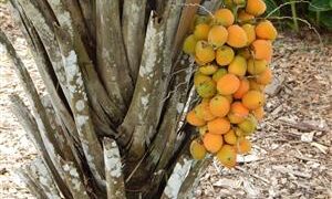 SYAGRUS SCHIZOPHYLLA MEDIUM HEIGHT GREEN SINGLE TRUNK PINNATE PALM