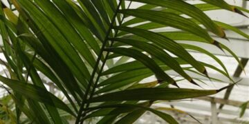 SYNECANTHUS FIBROSA THE JELLYBEAN PALM