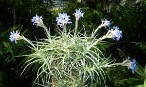 TILLANDSIA CLUSTERS MANY AIRPLANTS IN ONE BUNCH