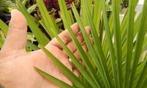 TRACHYCARPUS FORTUNEI THE WINDMILL PALM