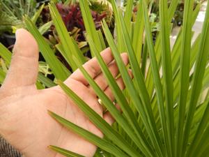 TRACHYCARPUS FORTUNEI THE WINDMILL PALM