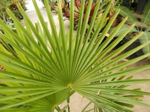TRACHYCARPUS FORTUNEI