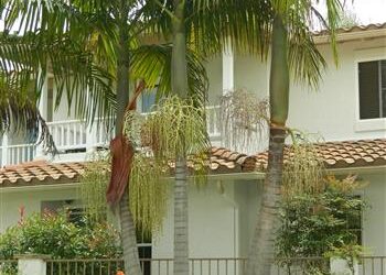 KING PALM ARCHONTOPHOENIX CUNNINGHAMIANA SINGLE TRUNK, CROWNSHAFTED, QUICK GROWING PINNATE PALM