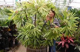 VARIEGATED RHAPIS EXCELSA EXOTIC – TEND TO BE SMALL, MINIATURE PALMS