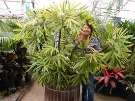 VARIEGATED RHAPIS EXCELSA EXOTIC – TEND TO BE SMALL, MINIATURE PALMS