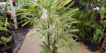 VARIEGATED RHAPIS EXCELSA EXOTIC – TEND TO BE SMALL, MINIATURE PALMS