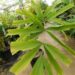 WALLICHIA DISTICHA SINGLE TRUNK, LEAVES IN ONE PLANE